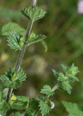 Euphrasia hirtella