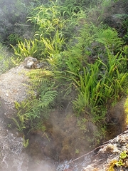 Nephrolepis flexuosa