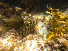 Goniistius rubrolabiatus