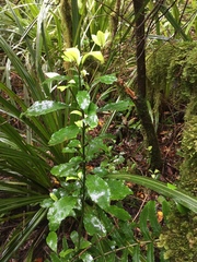 Alseuosmia macrophylla