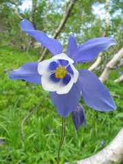 Aquilegia jucunda