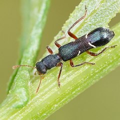 Tarsostenodes simulator