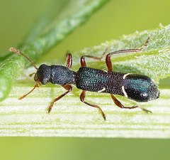 Tarsostenodes simulator