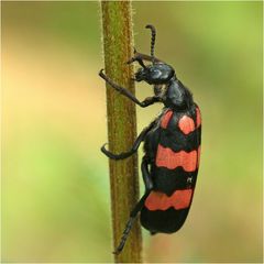 Hycleus biundulatus