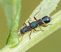 Tarsostenodes simulator