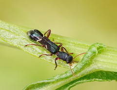 Tarsostenodes simulator