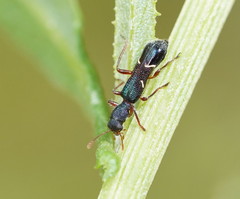 Tarsostenodes simulator