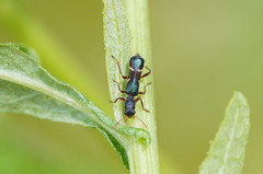 Tarsostenodes simulator