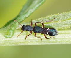 Tarsostenodes simulator