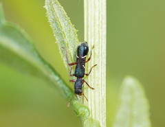 Tarsostenodes simulator