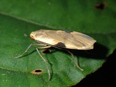 Macotasa nubeculoides