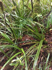 Alseuosmia macrophylla