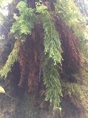 Hymenophyllum pulcherrimum image