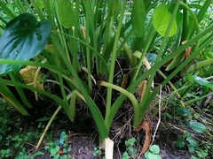 Alocasia cucullata