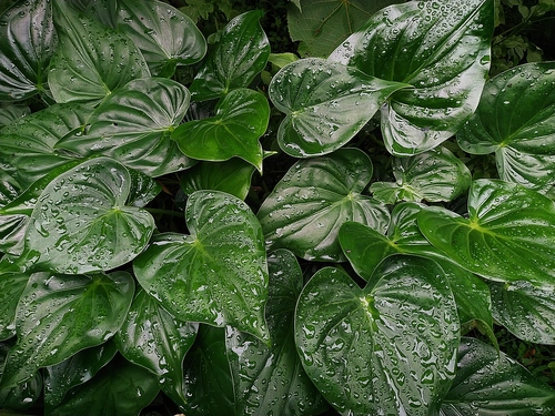 Alocasia cucullata