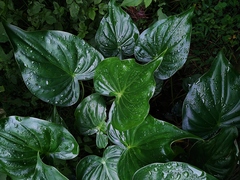 Alocasia cucullata