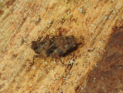 Thoradonta nodulosa
