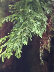 Hymenophyllum pulcherrimum image