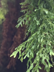 Hymenophyllum pulcherrimum image