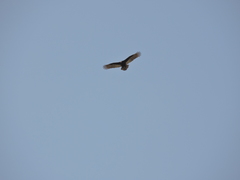 Cathartes aura