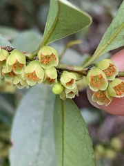 Eurya japonica