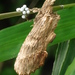 Pterostoma sinicum - Photo (c) yokohamayomama, μερικά δικαιώματα διατηρούνται (CC BY-SA)