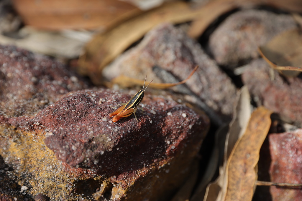 Xypechtia