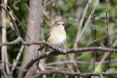 Phoenicurus auroreus