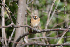 Phoenicurus auroreus