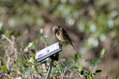 Phoenicurus auroreus