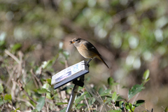 Phoenicurus auroreus