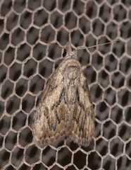 Nola pleurochorda