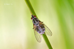 Haematobosca stimulans