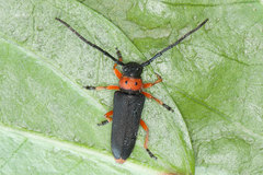 Phytoecia affinis