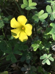 Oxalis pes-caprae
