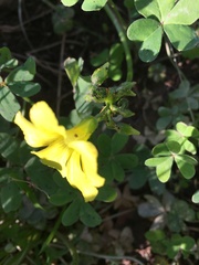 Oxalis pes-caprae