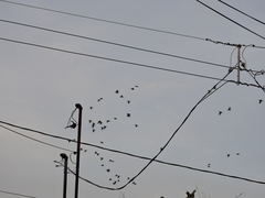 Amazona viridigenalis