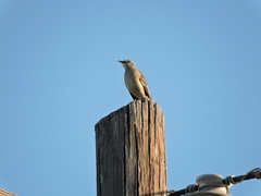 Mimus polyglottos
