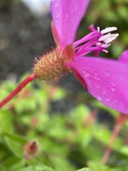 Heterocentron elegans
