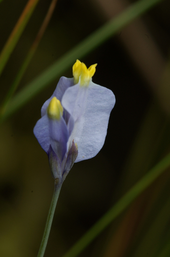 Burmannia madagascariensis image