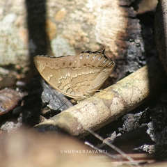 Charaxes nitebis