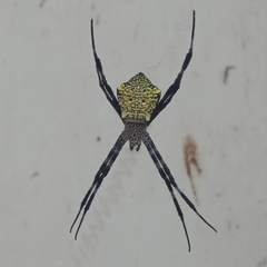 Argiope appensa