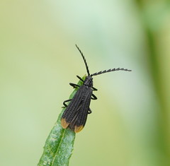 Diatrichalus funereus