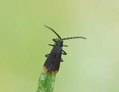 Diatrichalus funereus