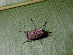 Mecocerina rhanis