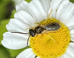 Halictus tumulorum