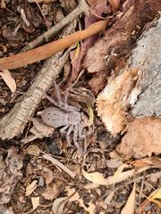 Isopeda canberrana