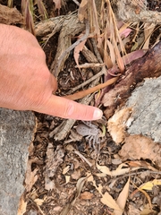Isopeda canberrana