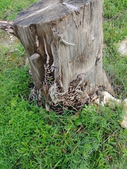 Gloeophyllum sepiarium