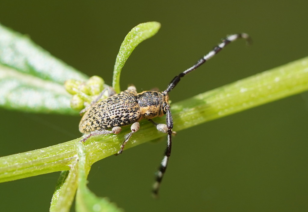 Ancita varicornis